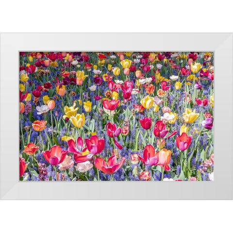 Kuekenhof Tulips II White Modern Wood Framed Art Print by Silver, Richard