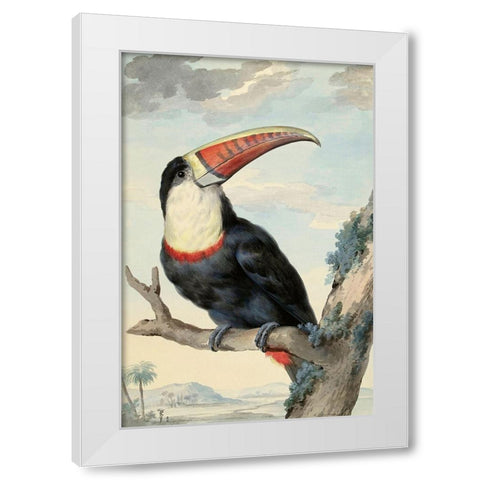 Red-billed Toucan, c. 1748 White Modern Wood Framed Art Print by Schouman, Aert