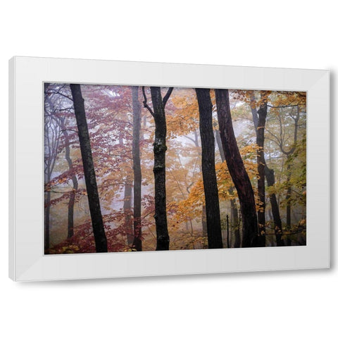 October Trees White Modern Wood Framed Art Print by Sinclair, Kelly