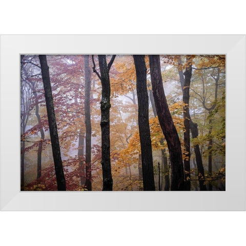 October Trees White Modern Wood Framed Art Print by Sinclair, Kelly