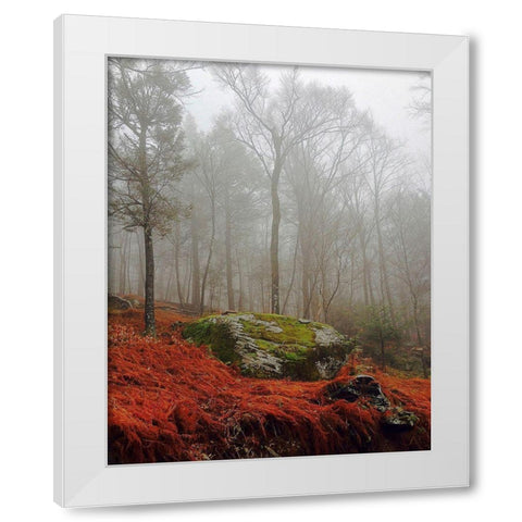 Red Ferns White Modern Wood Framed Art Print by Sinclair, Kelly