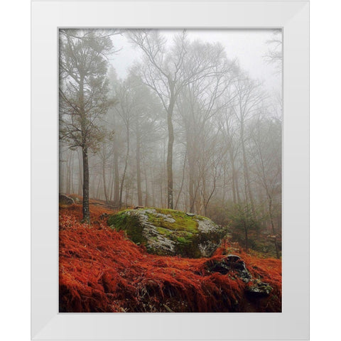 Red Ferns White Modern Wood Framed Art Print by Sinclair, Kelly