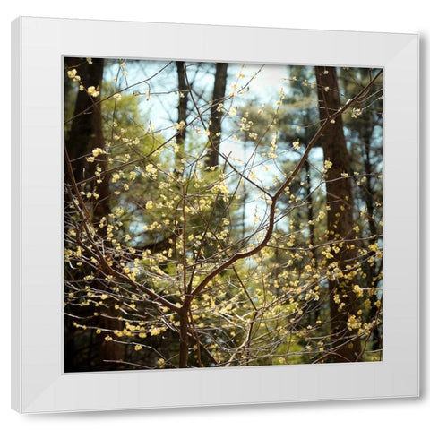 Spring White Modern Wood Framed Art Print by Sinclair, Kelly