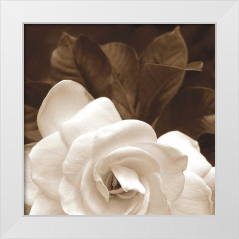 Gardenia Garden White Modern Wood Framed Art Print by Swanson, Rebecca