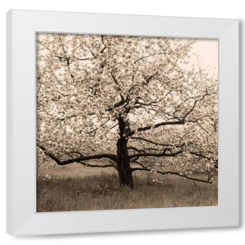 Apple Tree in Bloom White Modern Wood Framed Art Print by Triebert, Christine