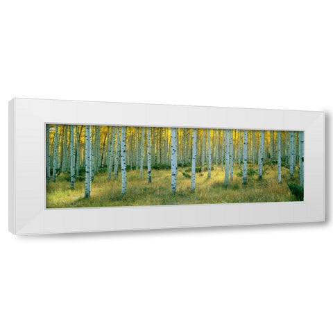 Aspens Ashley White Modern Wood Framed Art Print by Thomas, Alain