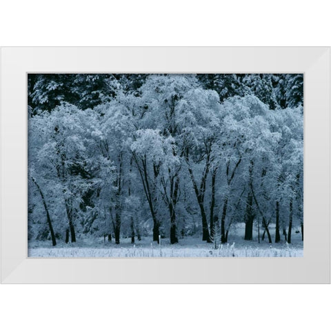 Black Oaks Yosemite White Modern Wood Framed Art Print by Thomas, Alain