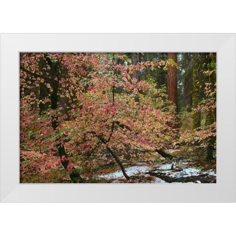 Dogwoods and Sequoia White Modern Wood Framed Art Print by Thomas, Alain