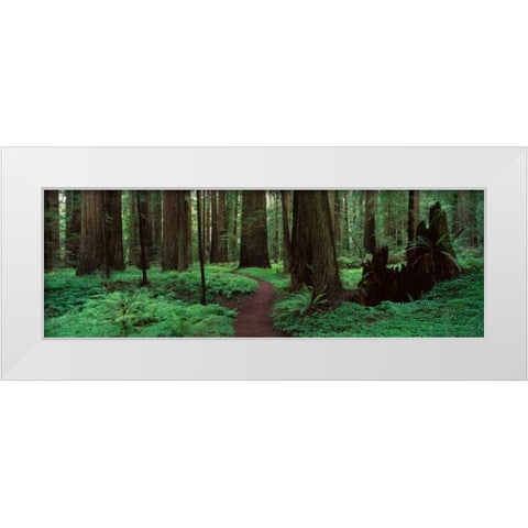 Redwoods Path White Modern Wood Framed Art Print by Thomas, Alain
