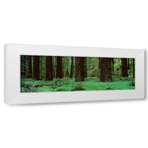 Redwoods Rolph Grove White Modern Wood Framed Art Print by Thomas, Alain
