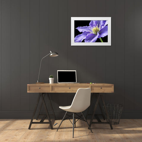 Purple Clematis White Modern Wood Framed Art Print by Veralli, Amalia Elena