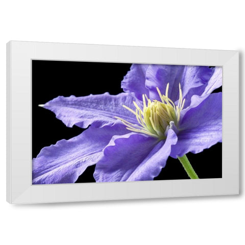 Purple Clematis White Modern Wood Framed Art Print by Veralli, Amalia Elena