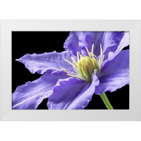 Purple Clematis White Modern Wood Framed Art Print by Veralli, Amalia Elena
