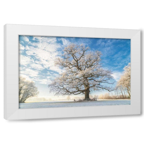 Cold Oak White Modern Wood Framed Art Print by Van de Goor, Lars