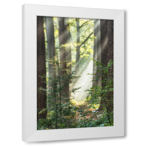 Sunbeam and Spiderweb White Modern Wood Framed Art Print by Van de Goor, Lars