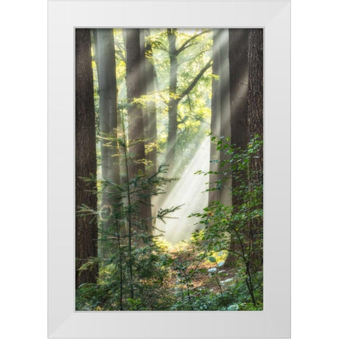 Sunbeam and Spiderweb White Modern Wood Framed Art Print by Van de Goor, Lars