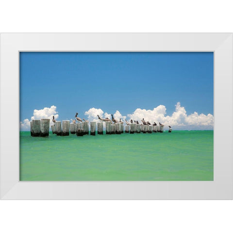 Gull Conference White Modern Wood Framed Art Print by Varona, Verne