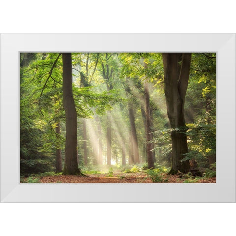 A Touch of Glory White Modern Wood Framed Art Print by Van de Goor, Lars