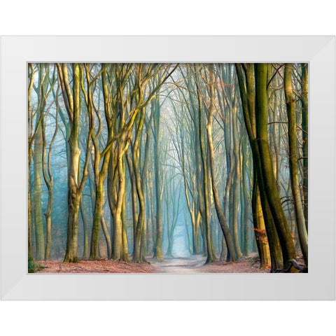 Light and Trees White Modern Wood Framed Art Print by Van de Goor, Lars