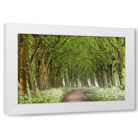 Cow Parsley Curve White Modern Wood Framed Art Print by Van de Goor, Lars
