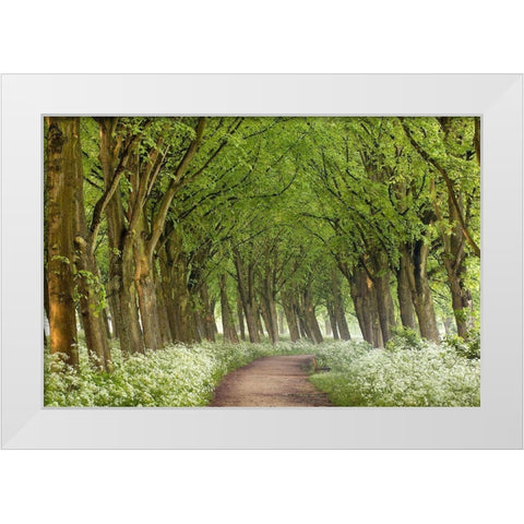 Cow Parsley Curve White Modern Wood Framed Art Print by Van de Goor, Lars