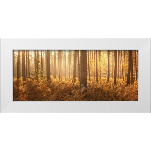 Wyre Forest White Modern Wood Framed Art Print by Winstanley, Ian