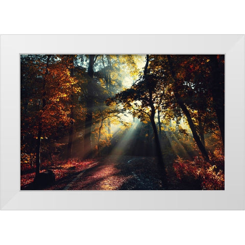 Magic Forest Light White Modern Wood Framed Art Print by Wustenhagen, Dirk
