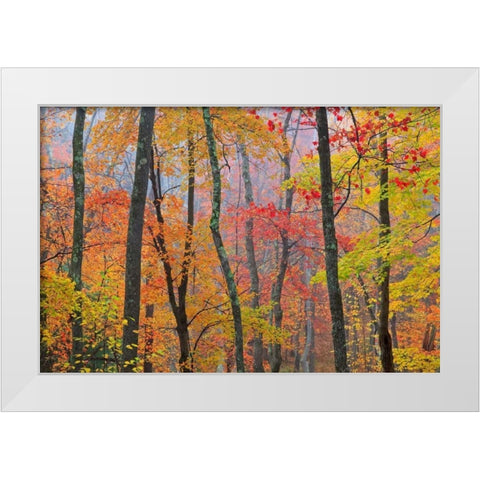 Crayola White Modern Wood Framed Art Print by Zephyr, Patrick