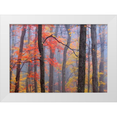 Fire in the Fog White Modern Wood Framed Art Print by Zephyr, Patrick