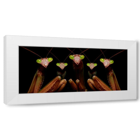 Praying Mantis: Family Portrait White Modern Wood Framed Art Print by Zephyr, Patrick