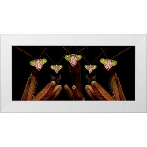 Praying Mantis: Family Portrait White Modern Wood Framed Art Print by Zephyr, Patrick