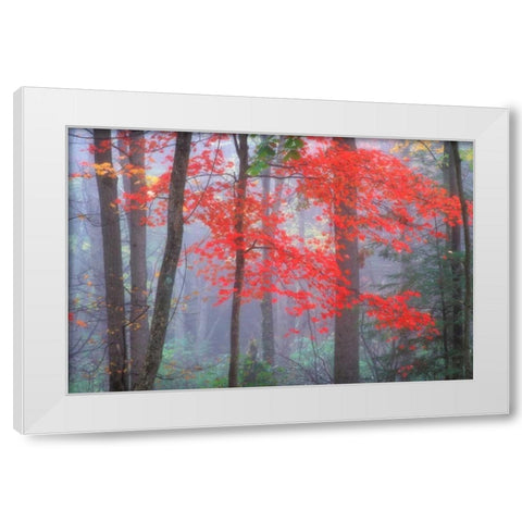 Splash of Red White Modern Wood Framed Art Print by Zephyr, Patrick
