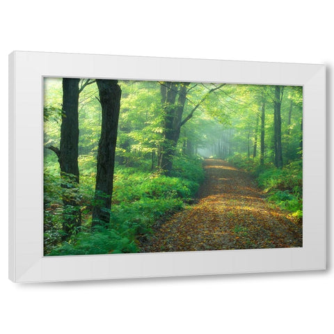 First Light White Modern Wood Framed Art Print by Zephyr, Patrick