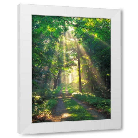 Forest Sunshine White Modern Wood Framed Art Print by Zephyr, Patrick