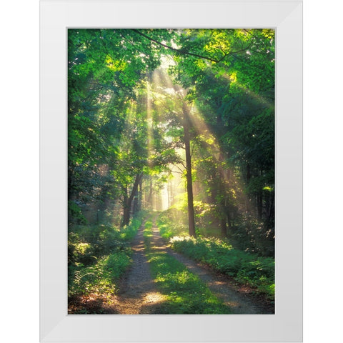 Forest Sunshine White Modern Wood Framed Art Print by Zephyr, Patrick