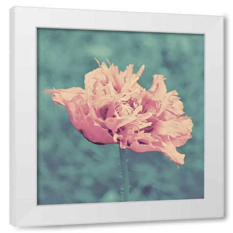 Beautiful Pink White Modern Wood Framed Art Print by Peck, Gail