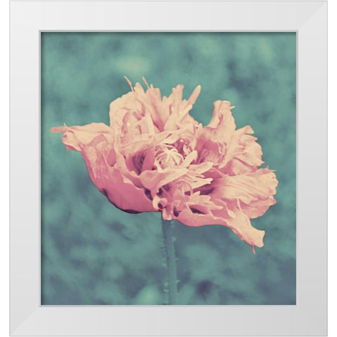 Beautiful Pink White Modern Wood Framed Art Print by Peck, Gail