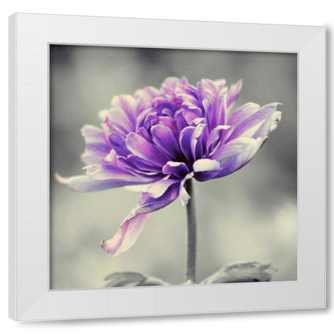 Gorgeous Purple White Modern Wood Framed Art Print by Peck, Gail