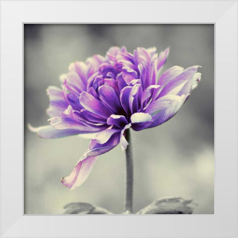 Gorgeous Purple White Modern Wood Framed Art Print by Peck, Gail