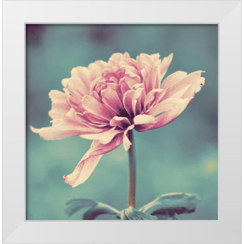 Gorgeous Pink White Modern Wood Framed Art Print by Peck, Gail