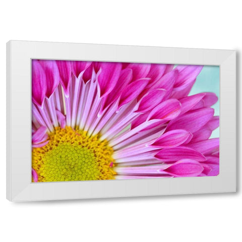 Fuschia Bloom White Modern Wood Framed Art Print by Peck, Gail