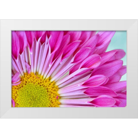 Fuschia Bloom White Modern Wood Framed Art Print by Peck, Gail