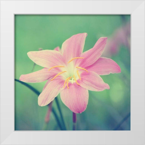 Alone in the Field White Modern Wood Framed Art Print by Peck, Gail