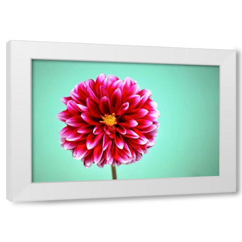 Zenia White Modern Wood Framed Art Print by Peck, Gail
