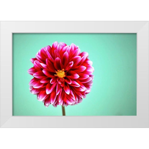 Zenia White Modern Wood Framed Art Print by Peck, Gail