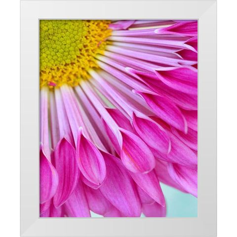 Fuschia Bloom White Modern Wood Framed Art Print by Peck, Gail
