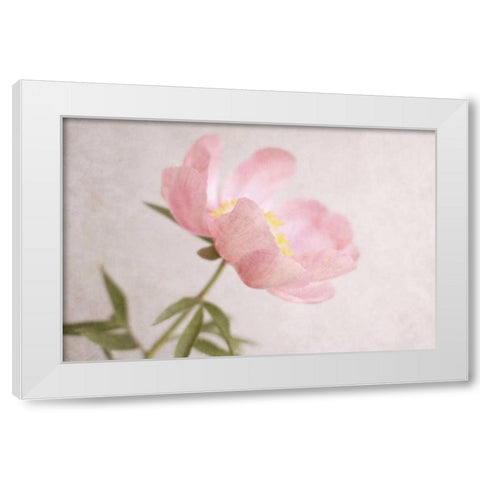 Soft Petals White Modern Wood Framed Art Print by Gardner, Sarah