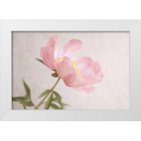 Soft Petals White Modern Wood Framed Art Print by Gardner, Sarah