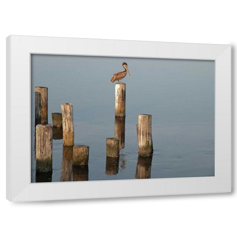 Pelican I White Modern Wood Framed Art Print by Nawrocke, Bruce