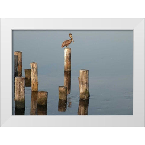 Pelican I White Modern Wood Framed Art Print by Nawrocke, Bruce